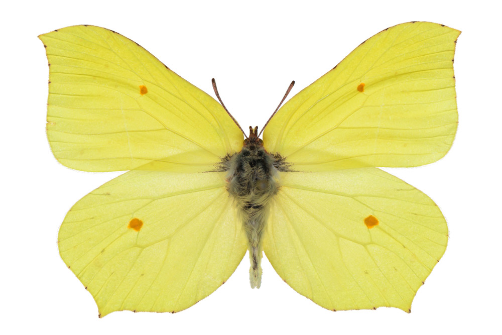 Familie der Weißlinge,   Fundort Homburg, Flügelspannweite 54 Millimeter